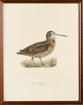 LITOGRAFISKA TRYCK, 13 st, ur von Wrights "Svenska fåglar", A. Börtzells, Stockholm.