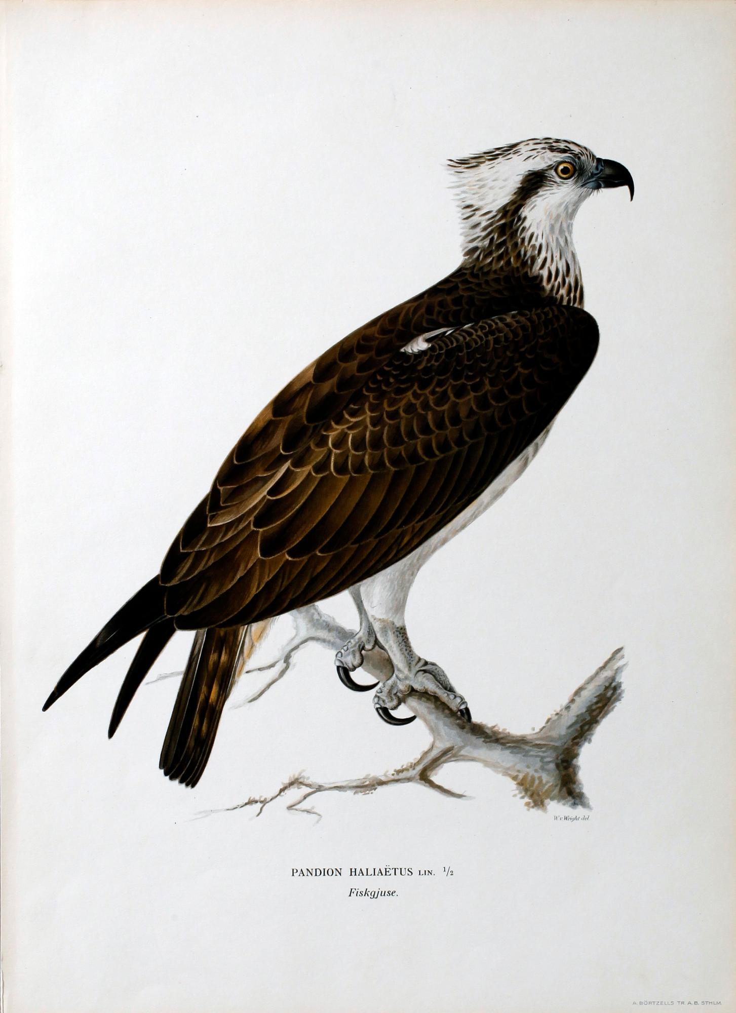 PARTI GRAFISKA BLAD, ca 150 st, ur von Wrights Svenska fåglar.