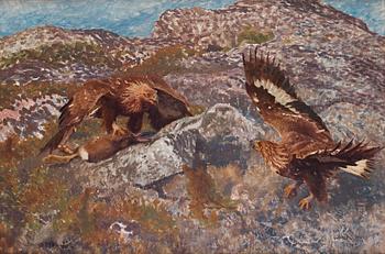 477. Bruno Liljefors, Golden eagles attacking a hare.