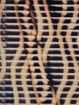 Jack Pierson, "Whitewater Canyon", 1998.