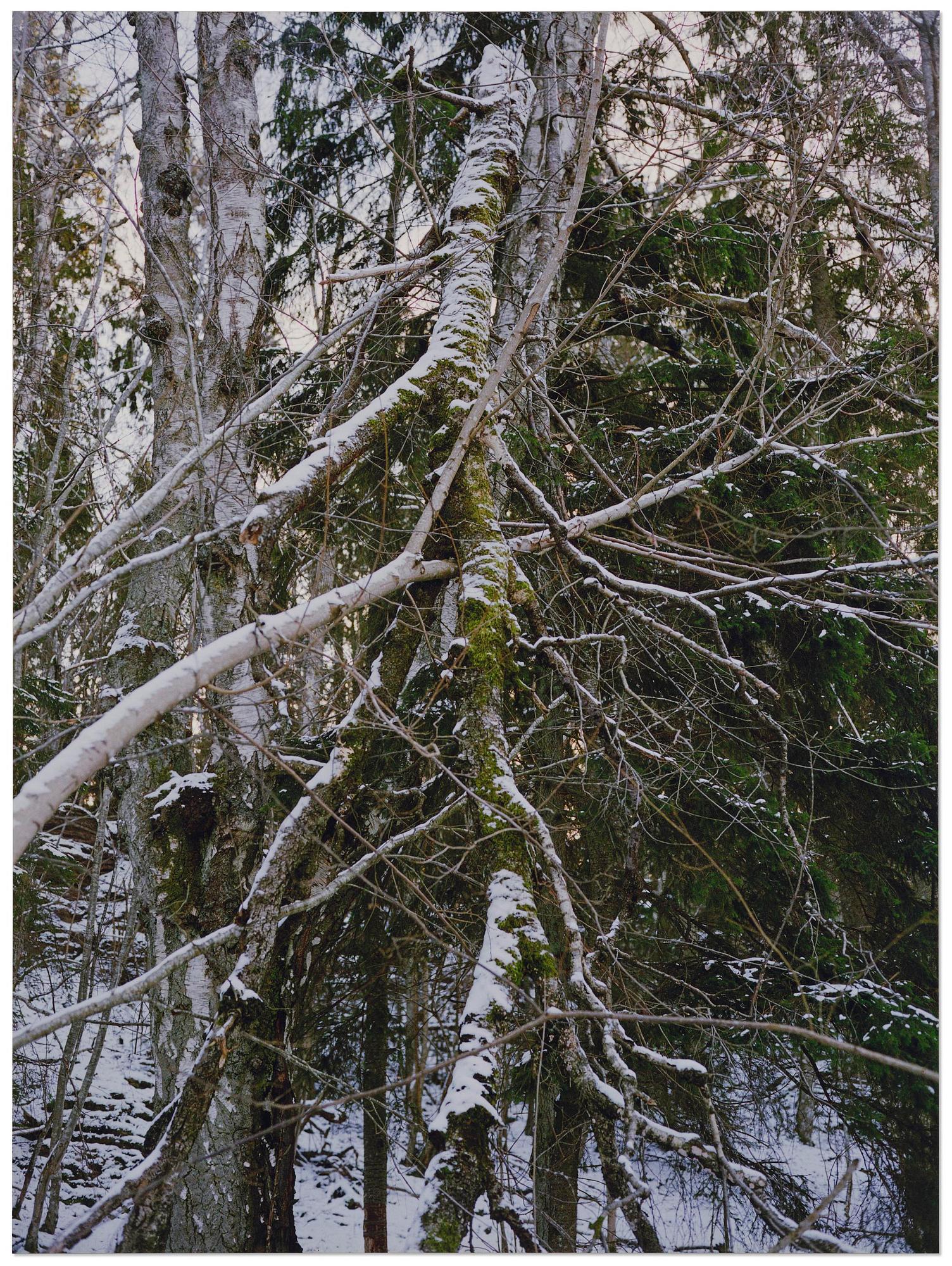 Andreas Eriksson, Untitled.