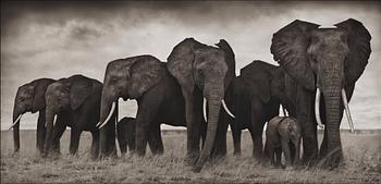 224. Nick Brandt, "Elephants Resting, Amboseli, 2007".