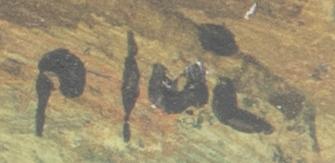 Peter Frie, open landscape with groves.