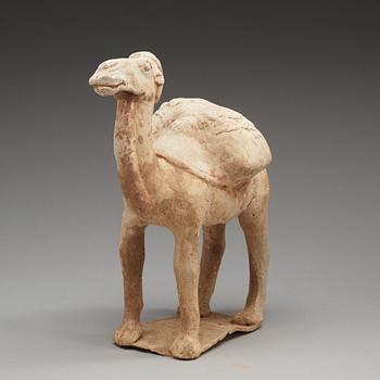 A pottery figure of a Camel, presumably Tang dynasty (618-906).