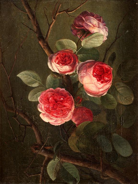 Rosa rosenbuske.