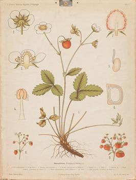 SKOLPLANSCHER, 3 stycken, 1900-tal.