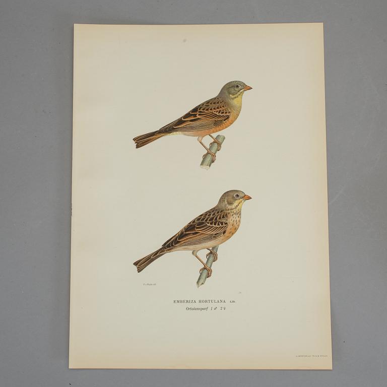 LITOGRAFISKA TRYCK, ca 230 stycken, ur von Wrights "Svenska fåglar", utgivna av A Börtzells.