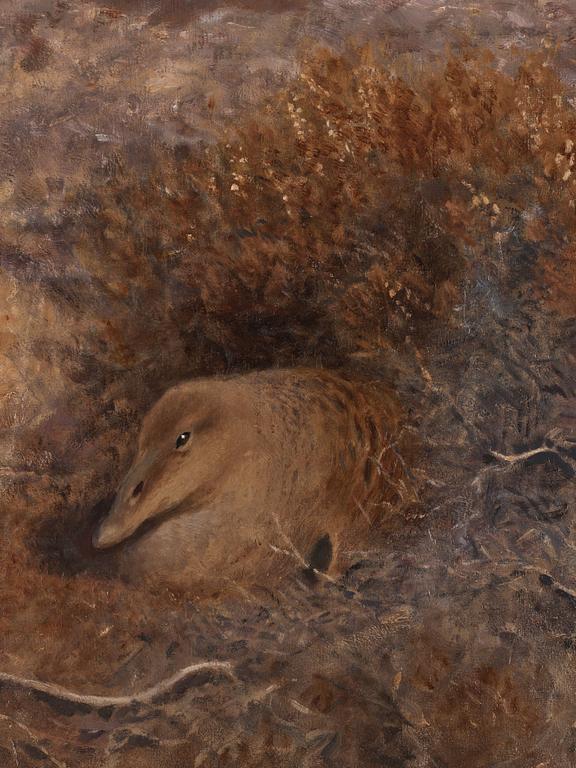 Bruno Liljefors, Brooding eider.