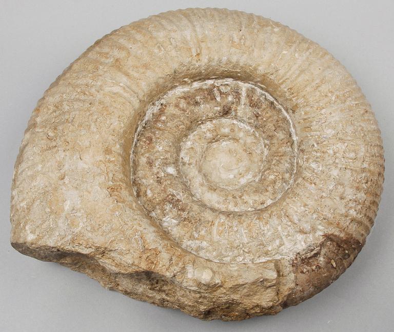 FOSSIL, ammonit, äldre jura/yngre krita.