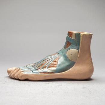 ANATOMISK MODELL, plast, 1900-talets mitt.