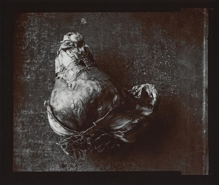 Olivia Parker, photograph signed ed. 7 on verso.