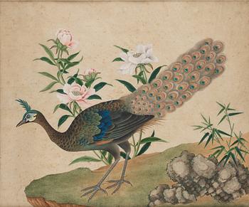 Two ornitological paintings, chinese school, Qing dynasty, circa 1800.