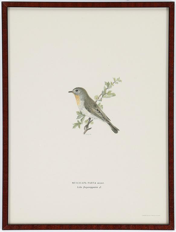 LITOGRAFIER, 12 stycken, ur "Svenska fåglar", Magnus och Wilhelm von Wright, A Börtzells, 1900-talets första hälft.