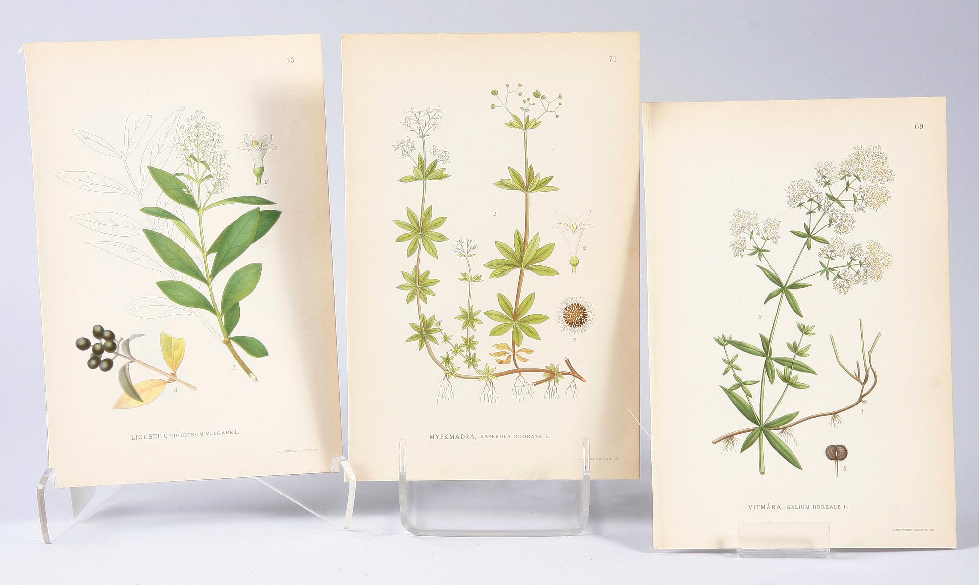 PARTI GRAFIK, bl a Meyer, Lindman, Nordiska tavlor, mm.