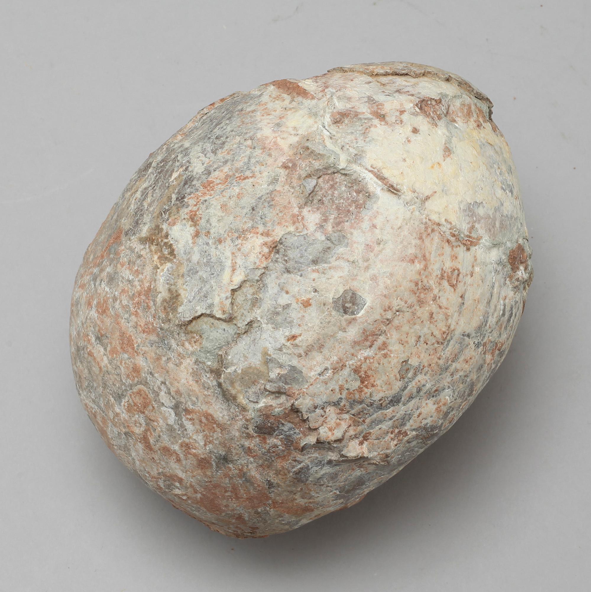 DINOSAURIEÄGG, fossil.