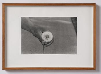 Cecilia Edefalk, "Dandelion", 2014.