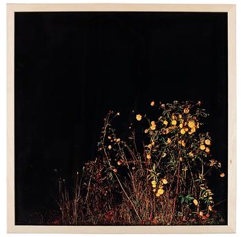 45. Natasja Loutchko, "Wilted garden".