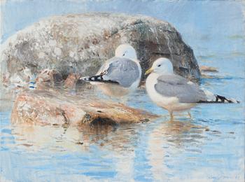 Lars Jonsson, Seagulls.