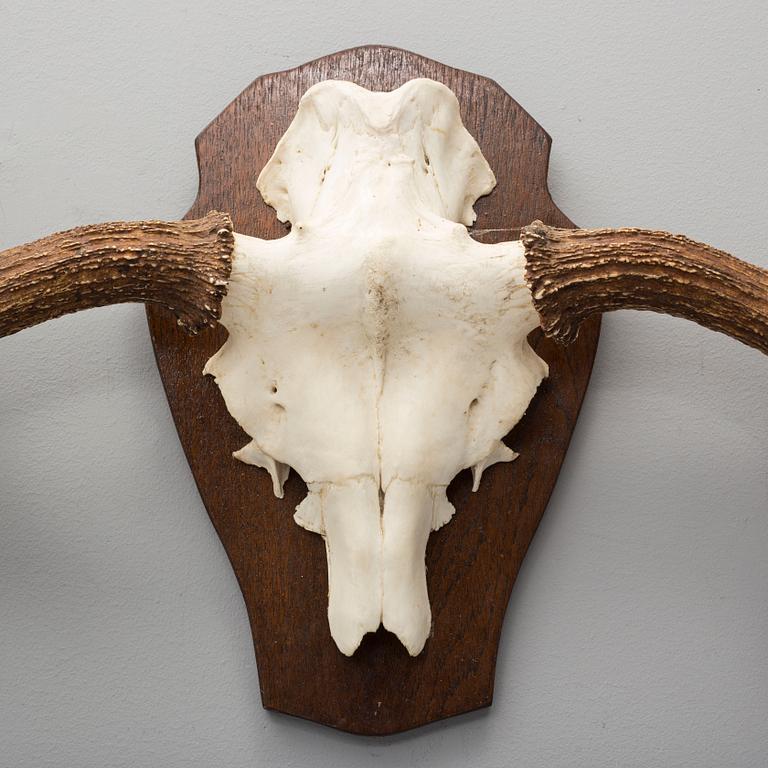 A 20th century hunting trophy.