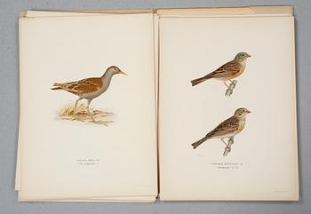 LITOGRAFIER, 54 st, Ur "Svenska Fåglar", Bror Hallberg, Magnus och Wilhelm von Wright, 1900-talets första hälft.