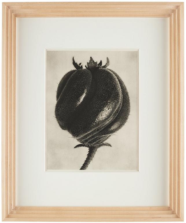 Karl Blossfeldt, "Urformen der Kunst", 1928 (22 st).
