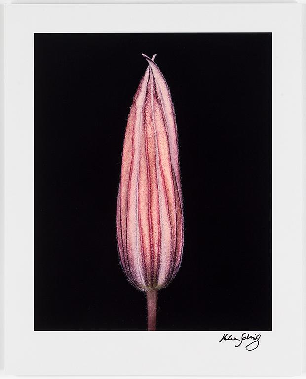 HELENE SCHMITZ, Photograph, signed.