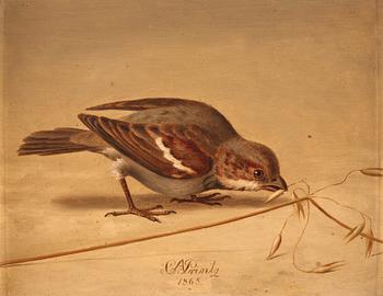 Christian August Printz, House sparrow (Passer domesticus).