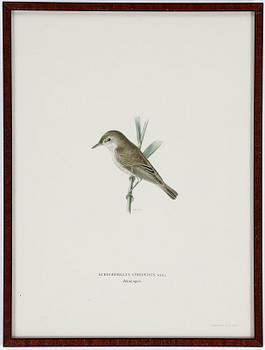 LITOGRAFIER, 12 stycken, ur "Svenska fåglar", Magnus och Wilhelm von Wright, A Börtzells, 1900-talets första hälft.