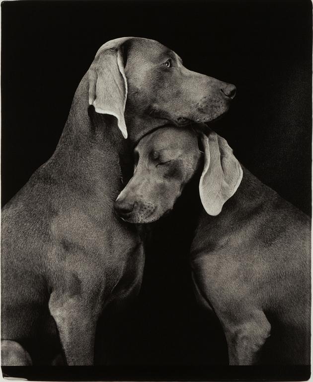 William Wegman, "Friends".