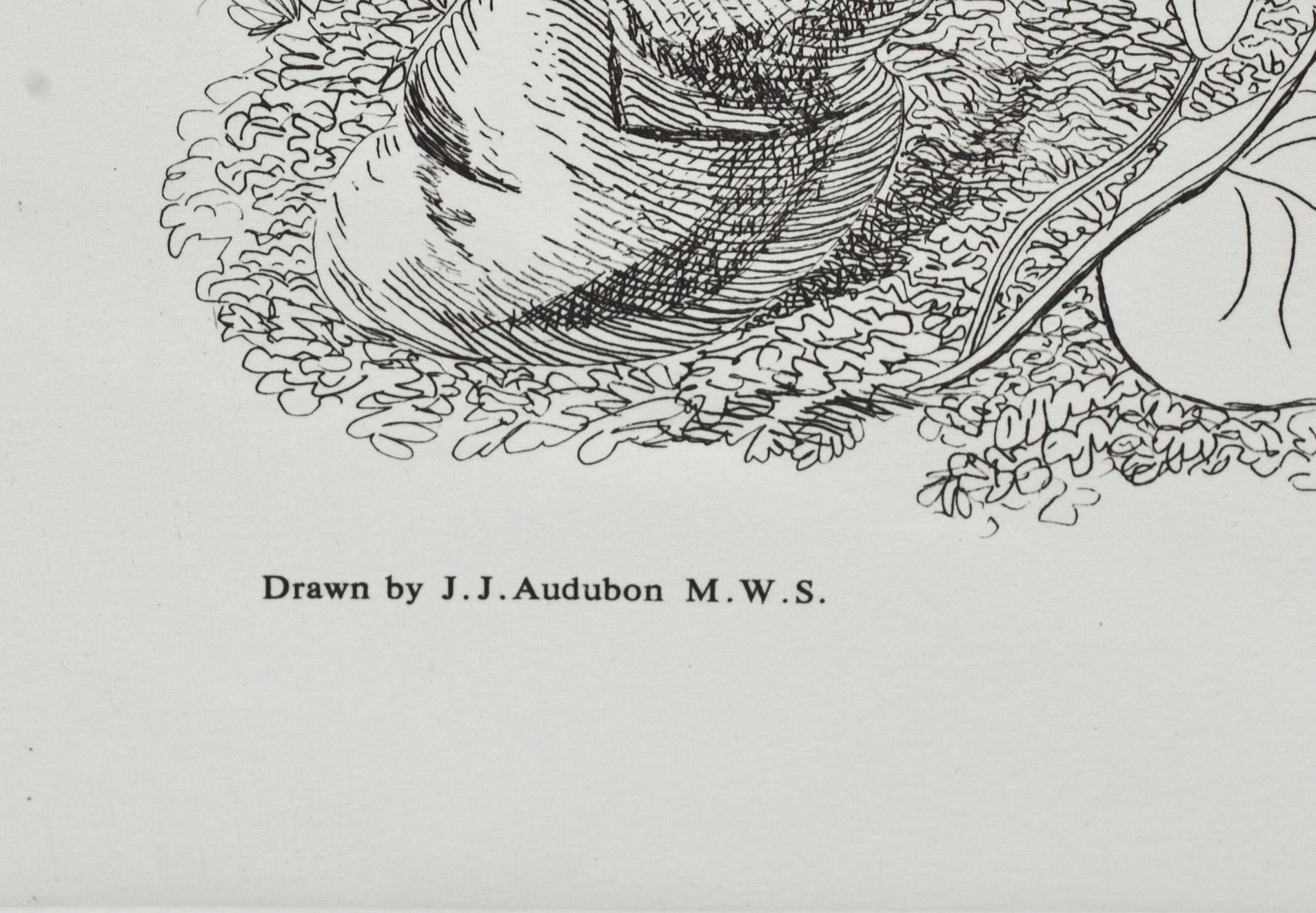 JOHN JAMES AUDUBON, efter, 4 st gravyrer, tryckt 1987.