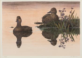 Lars Jonsson, Eiders in twilight light.