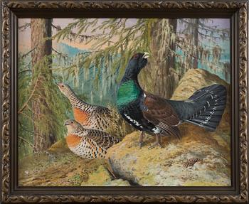 MATTI KARPPANEN, "WOOD GROUSES (SPRING)".