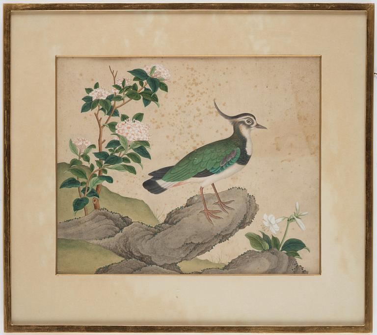 Two ornitological paintings, chinese school, Qing dynasty, circa 1800.