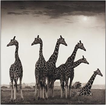 176. Nick Brandt, "Giraffe Fan, Aberdares, 2000".