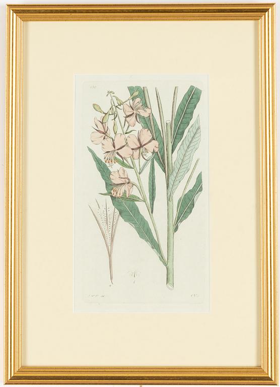 Twelve hand-coloured engravings, J.W. Palmstruch, from 'Svensk Botanik', 1802-1840.