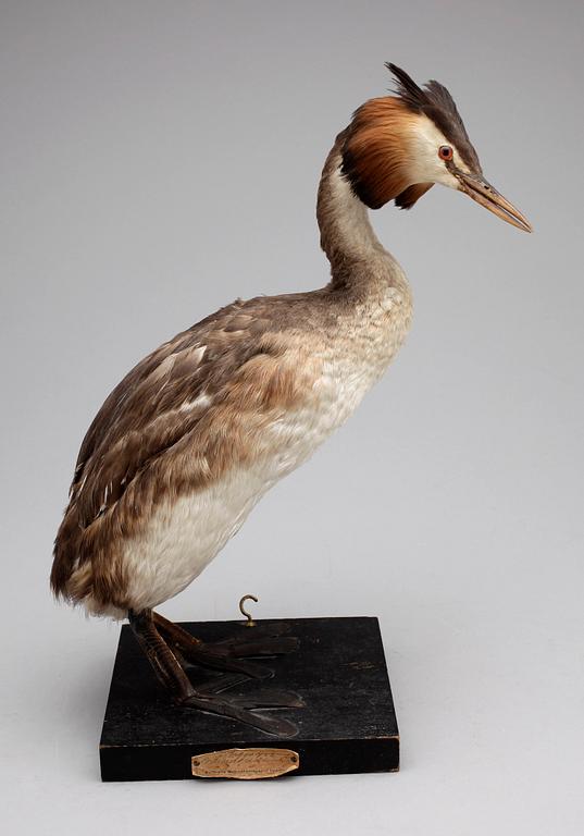 SKÄGGDOPPING, (Podiceps cristatus),1900-talets början.