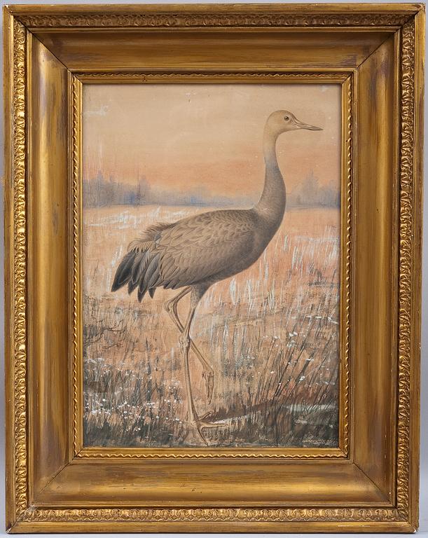 Ferdinand von Wright, A YOUNG CRANE.