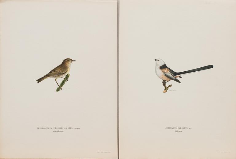 LITOGRAFIER, 41 st, ur "Svenska fåglar", Bror Hallberg, Magnus och Wilhelm von Wright, 1900-talets första hälft.