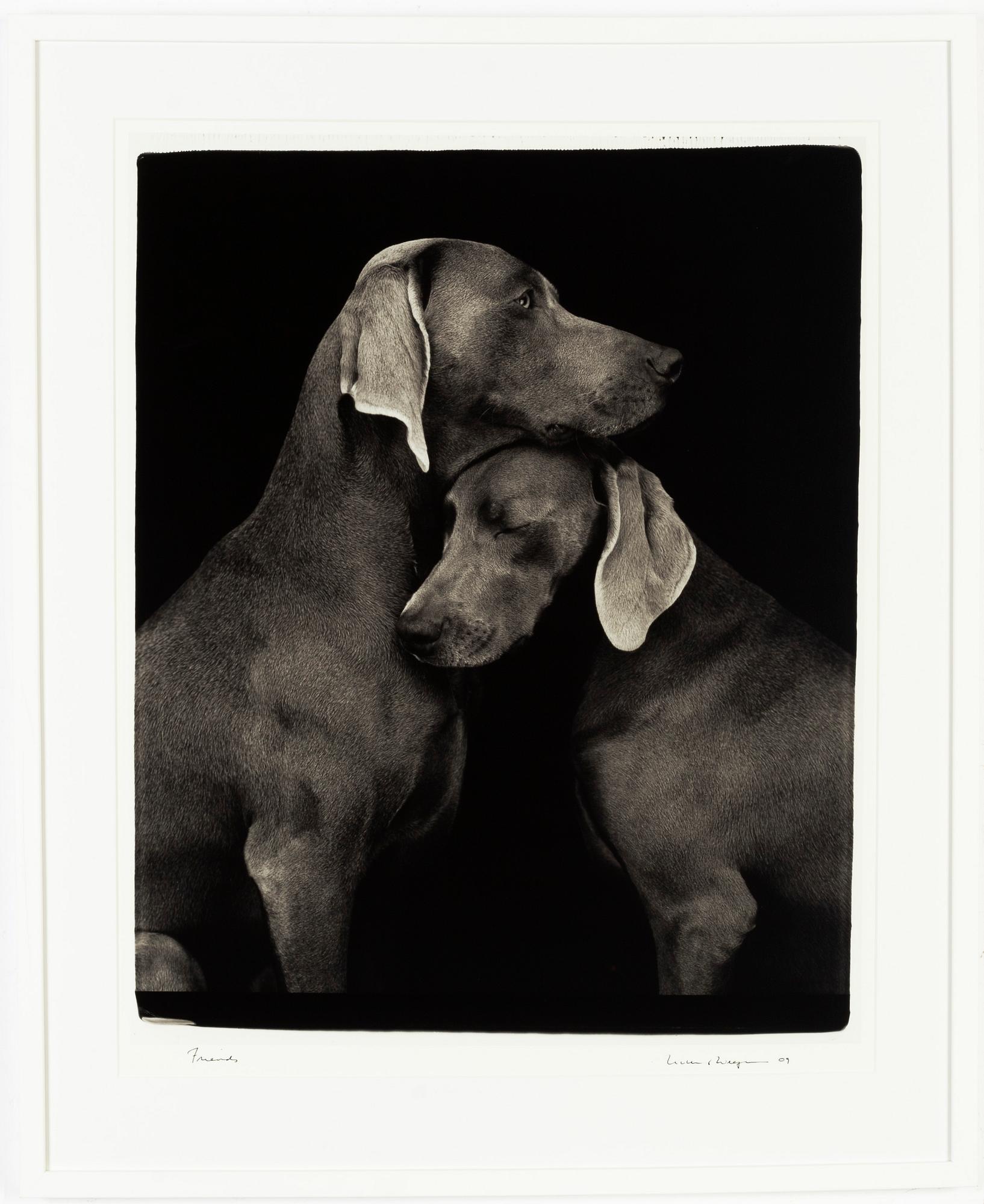 William Wegman, archival pigment print 2009, signed. Numbered 482/1500 verso.