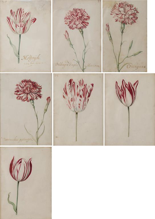 Jacob Marrel Attributed to, Study of flowers (7).