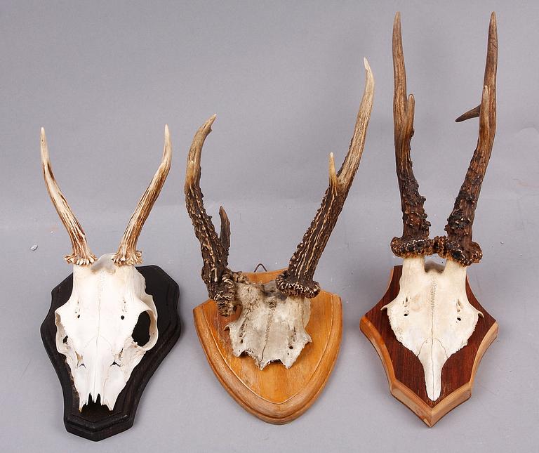 JAKTTROFÉER, 11 st, 1900-talets slut.