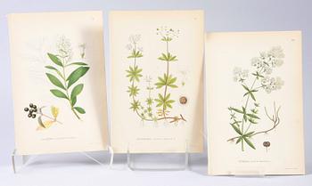 PARTI GRAFIK, bl a Meyer, Lindman, Nordiska tavlor, mm.