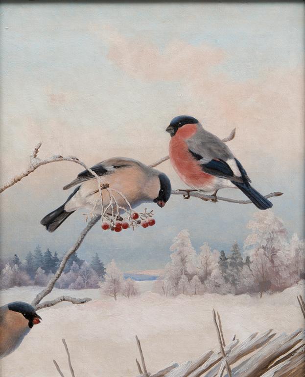 MATTI KARPPANEN, BULLFINCHES.