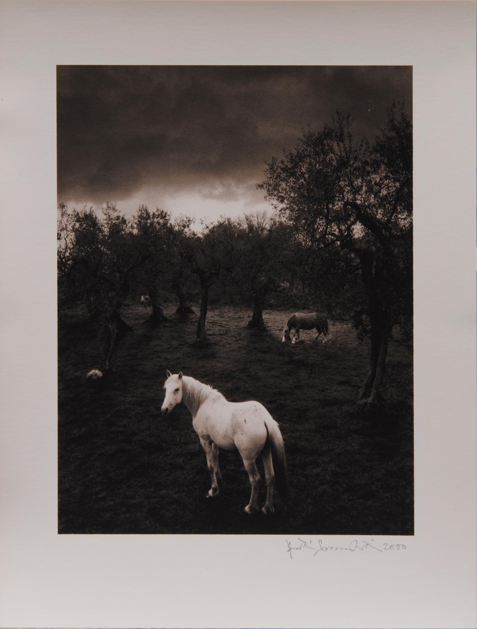 PENTTI SAMMALLAHTI, "CILENTO, ITALY".