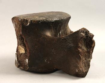 FOSSIL, möjligen av valkota.