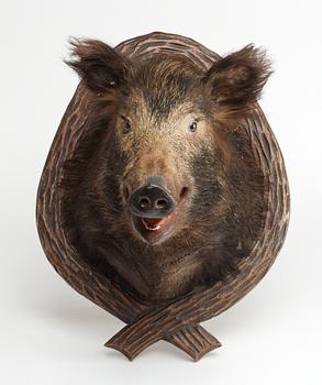 A 20 th cent stuffed wildboar.