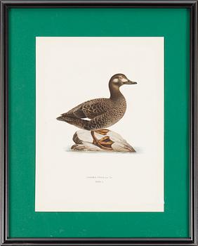 LITOGRAFISKA TRYCK, 6 st, ur M och W von Wrights "Svenska fåglar", A. Börtzells, Stockholm, 1917-29.