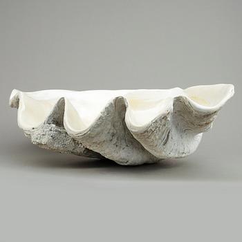 MUSSLA, fossil.