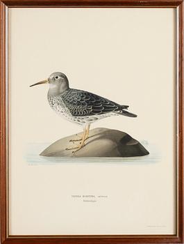 LITOGRAFISKA TRYCK, 13 st, ur von Wrights "Svenska fåglar", A. Börtzells, Stockholm.