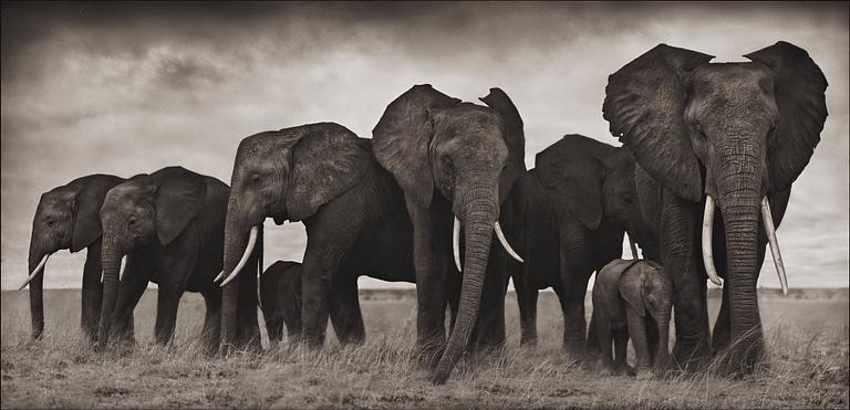 Nick Brandt, "Elephants Resting, Amboseli, 2007".